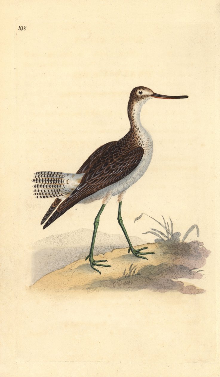 Vanlig grönben, Tringa nebularia. Handfärgad kopparplåt ritad och graverad av Edward Donovan från hans egen "Natural History of British Birds", London av Edward Donovan