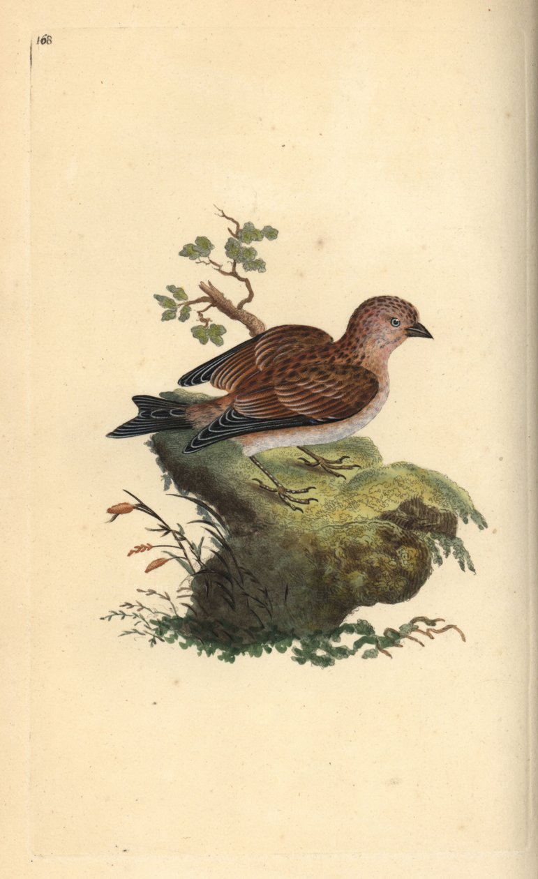 Vanlig grå linne, Carduelis cannabina. Handfärgad kopparplåt ritad och graverad av Edward Donovan från hans egen "Natural History of British Birds", London av Edward Donovan