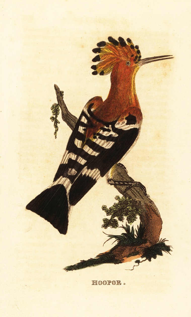 Vanlig hoopoe, Upupa epops av Edward Donovan