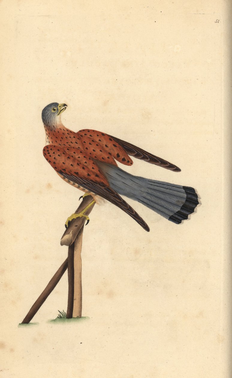 Vanlig tornfalk, Falco tinnunculus. Handfärgad kopparplåt ritad och graverad av Edward Donovan från hans egen "Natural History of British Birds", London av Edward Donovan