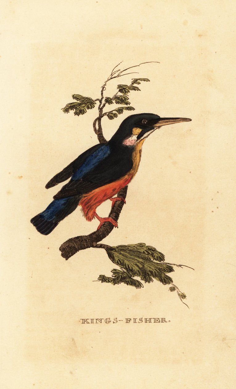 Vanlig kungsfiskare, Alcedo atthis av Edward Donovan