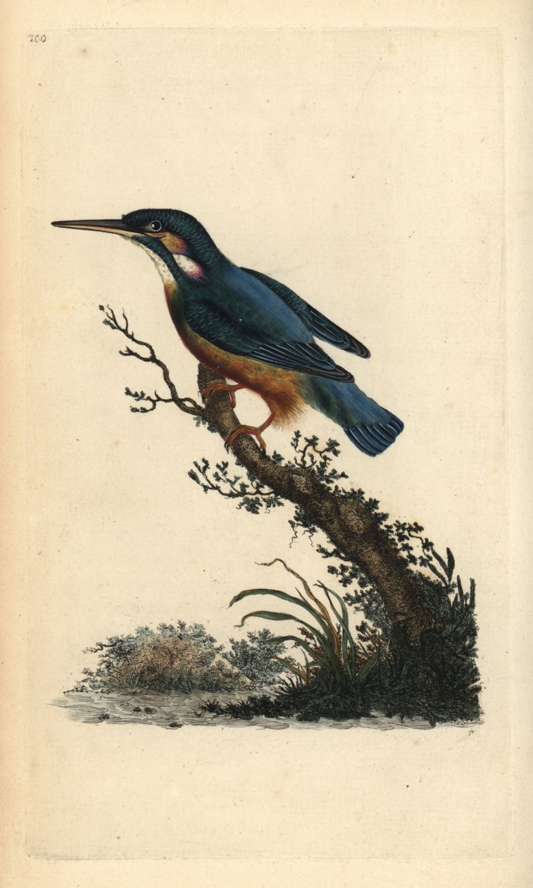 Vanlig kungsfiskare, Alcedo atthis. Handfärgad kopparplåt ritad och graverad av Edward Donovan från hans egen "Natural History of British Birds", London av Edward Donovan