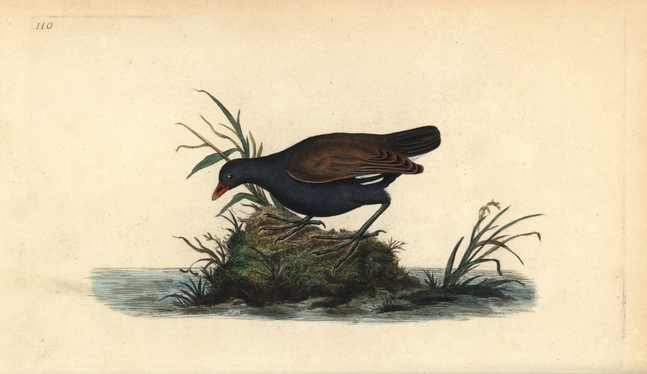 Vanlig hedhöna, Gallinula chloropus. Handfärgad kopparplåt ritad och graverad av Edward Donovan från hans egen "Natural History of British Birds", London av Edward Donovan