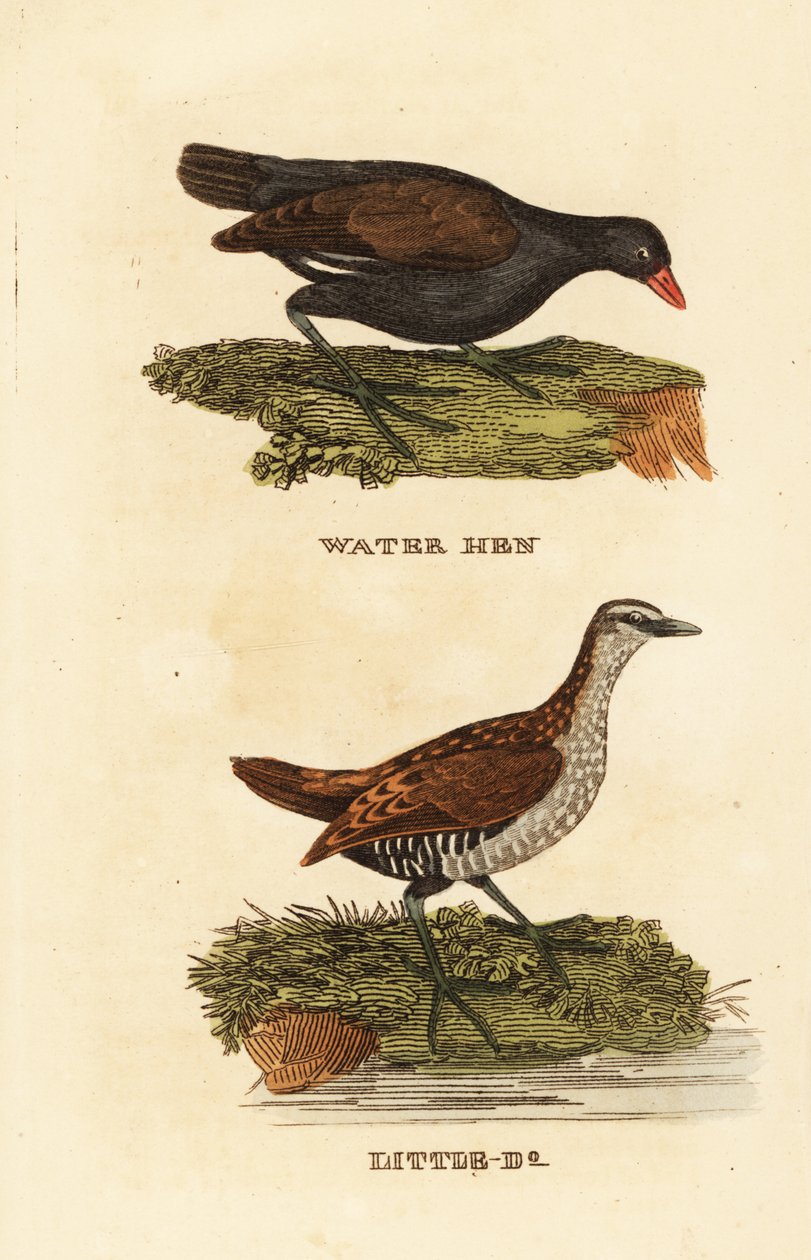 Vanlig hedhöna, Gallinula chloropus, och fläckig snurra, Porzana porzana av Edward Donovan