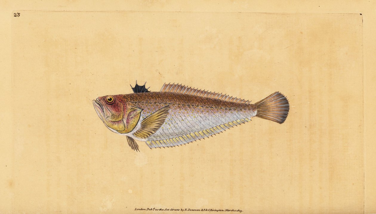 Vanlig eller större vivers, Trachinus draco. Handfärgad kopparplåt ritad och graverad av Edward Donovan från hans Natural History of British Fishes, Donovan och F.C. och J. Rivington, London av Edward Donovan