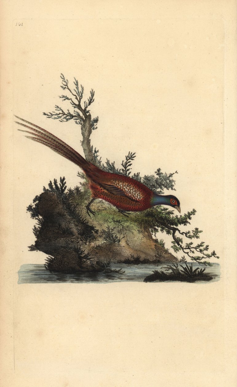 Vanlig fasan, Phasianus colchicus. Handfärgad kopparplåt ritad och graverad av Edward Donovan från hans egen "Natural History of British Birds", London av Edward Donovan