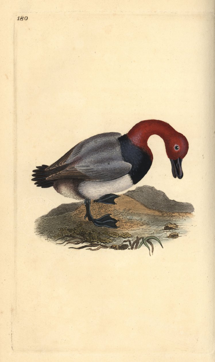 Vanlig tröja eller rödhårig viva, Aythra ferina (hane). Handfärgad kopparplåt ritad och graverad av Edward Donovan från hans egen "Natural History of British Birds", London av Edward Donovan