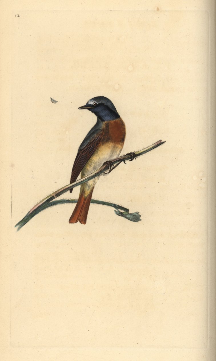 Vanlig rödstjärt, Phoenicurus phoenicurus. Handfärgad kopparplåt ritad och graverad av Edward Donovan från hans egen "Natural History of British Birds", London av Edward Donovan