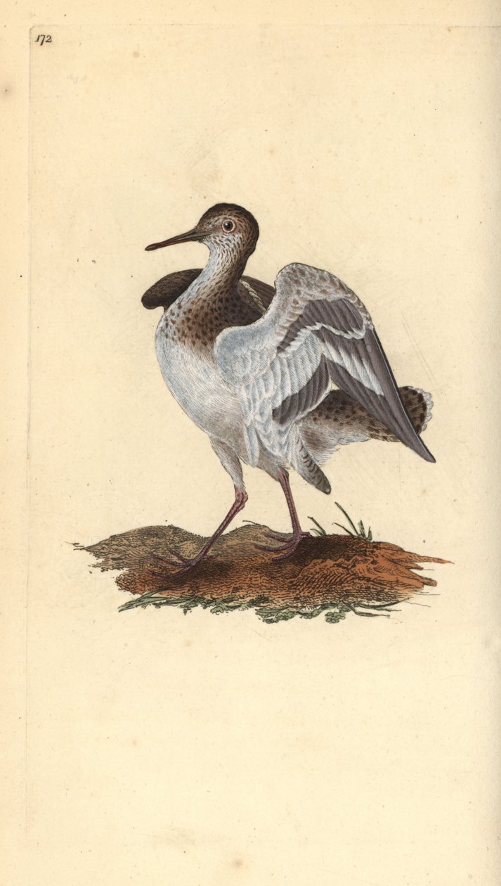 Vanlig sandsnäppa, Actitis hypoleucos. Handfärgad kopparplåt ritad och graverad av Edward Donovan från hans egen "Natural History of British Birds", London av Edward Donovan
