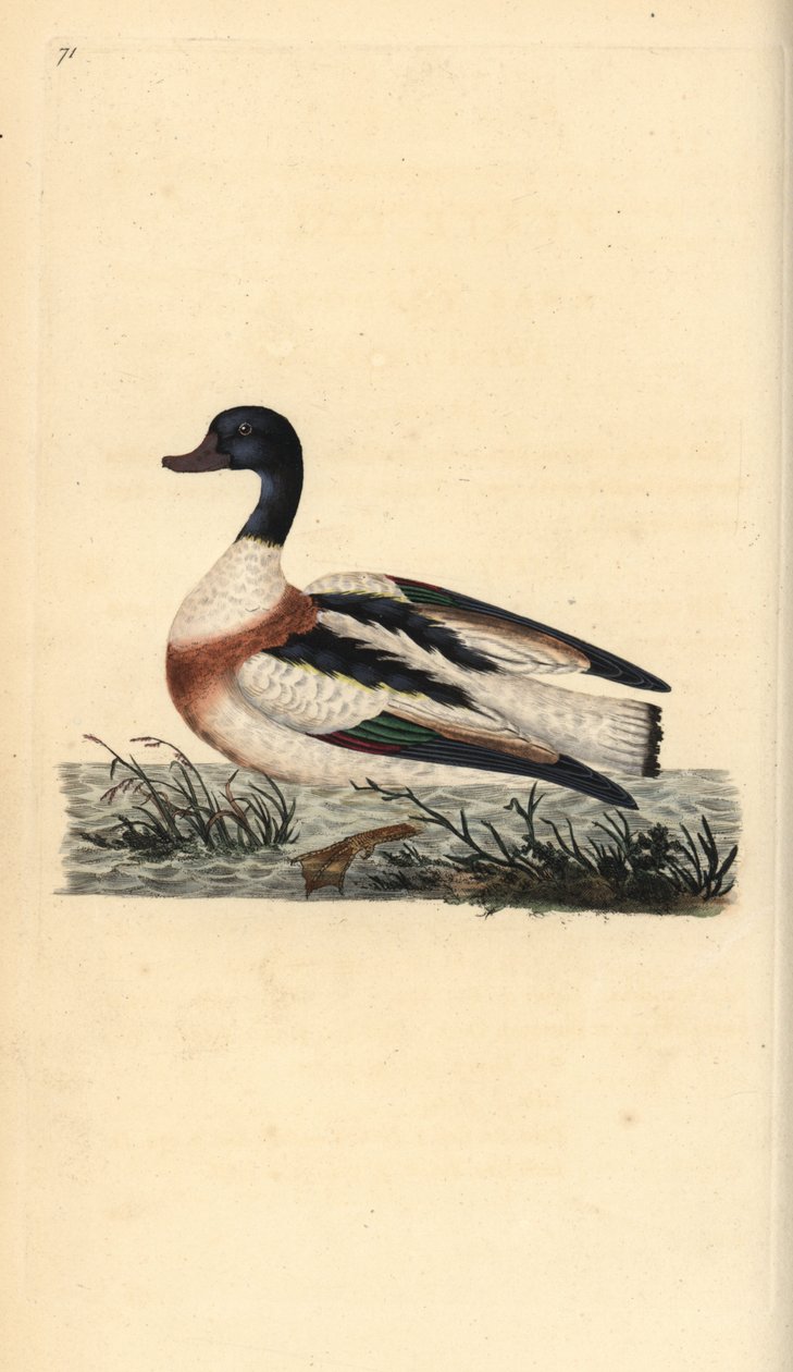 Vanlig shelduck, Tadorna tadorna. Handfärgad kopparplåt ritad och graverad av Edward Donovan från hans egen "Natural History of British Birds", London av Edward Donovan