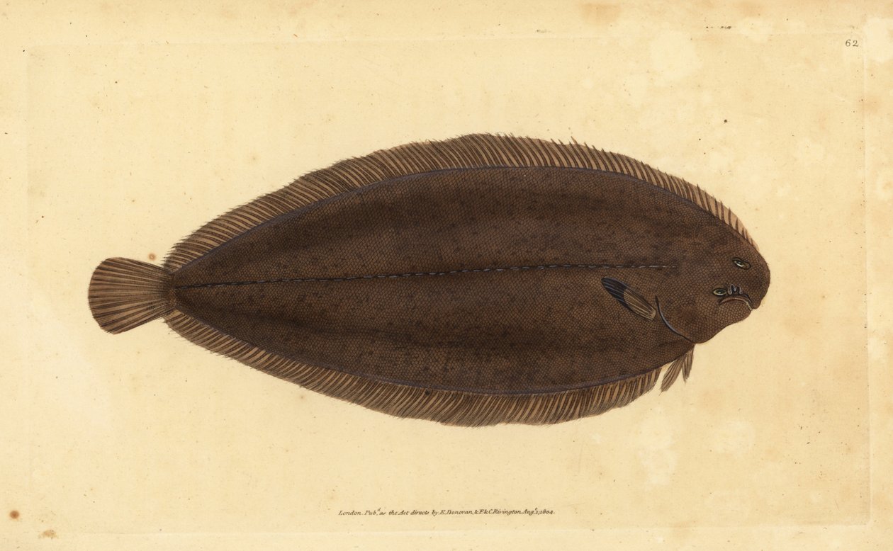 Vanlig sula eller Dover-sula, Solea solea (Pleuronectes solea). Handfärgad kopparplåt ritad och graverad av Edward Donovan från hans Natural History of British Fishes, Donovan och F.C. och J. Rivington, London av Edward Donovan