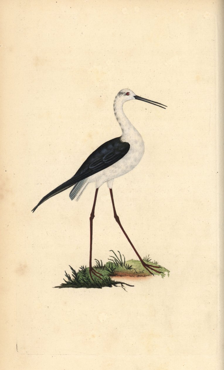 Vanlig stylta, Himantopus himantopus. Handfärgad kopparplåt ritad och graverad av Edward Donovan från hans egen "Natural History of British Birds", London av Edward Donovan