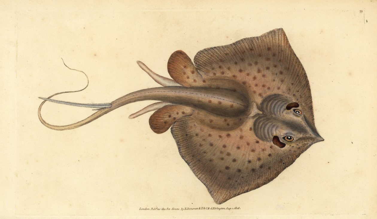 Vanlig stingrocka, Dasyatis pastinaca (Stingrocka, Raja pastinacea). Handfärgad kopparplåt ritad och graverad av Edward Donovan från hans Natural History of British Fishes, Donovan och F.C. och J. Rivington, London av Edward Donovan