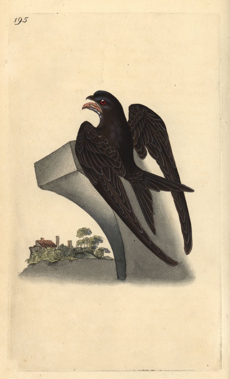 Vanlig hassel, Apus apus. Handfärgad kopparplåt ritad och graverad av Edward Donovan från hans egen "Natural History of British Birds", London av Edward Donovan
