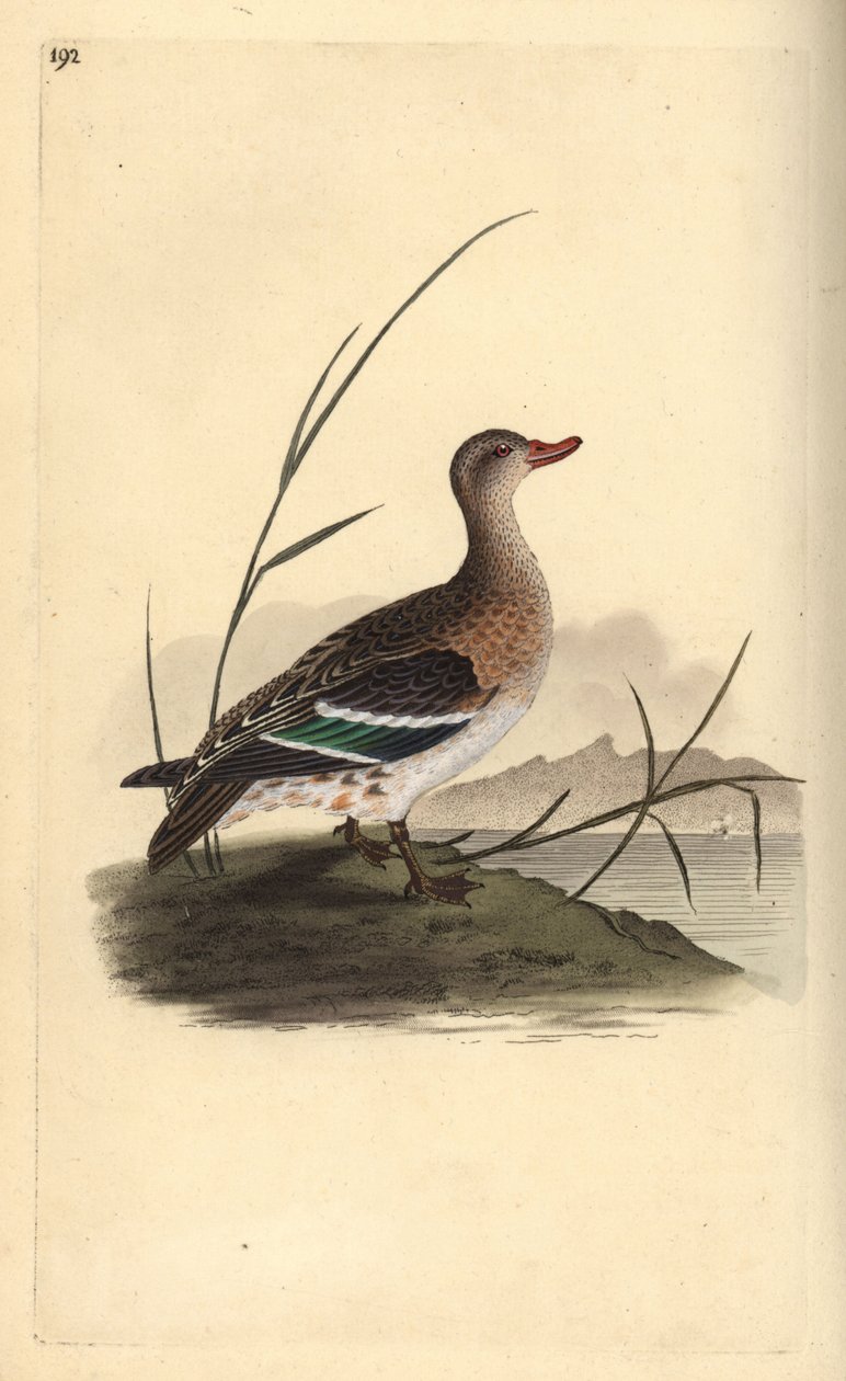 Vanlig kricka, Anas crecca, hona. Handfärgad kopparplåt ritad och graverad av Edward Donovan från hans egen "Natural History of British Birds", London av Edward Donovan