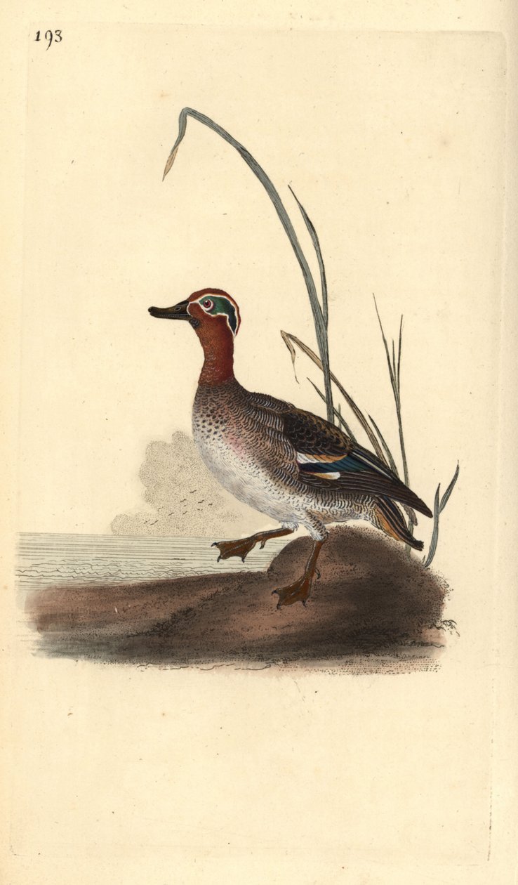 Vanlig kricka, Anas crecca, hane. Handfärgad kopparplåt ritad och graverad av Edward Donovan från hans egen "Natural History of British Birds", London av Edward Donovan