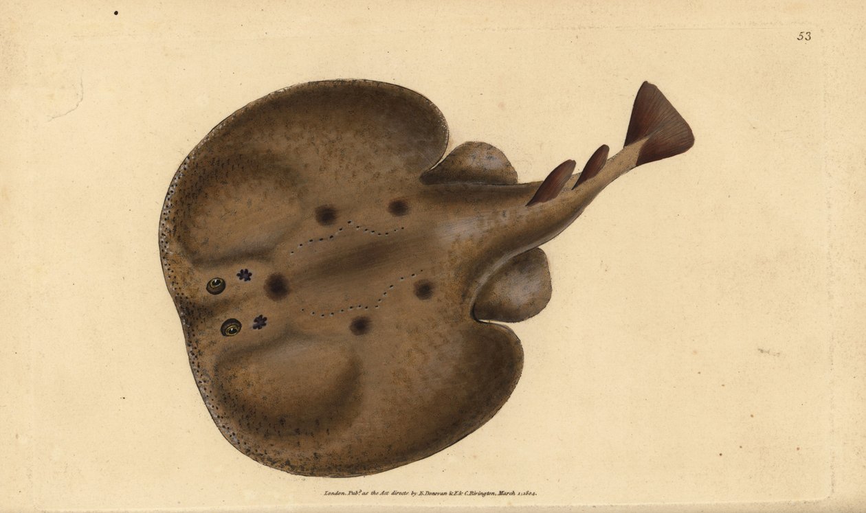 Vanlig torped eller ögonstråle, Raja-torped. Handfärgad kopparplåt ritad och graverad av Edward Donovan från hans Natural History of British Fishes, Donovan och F.C. och J. Rivington, London av Edward Donovan