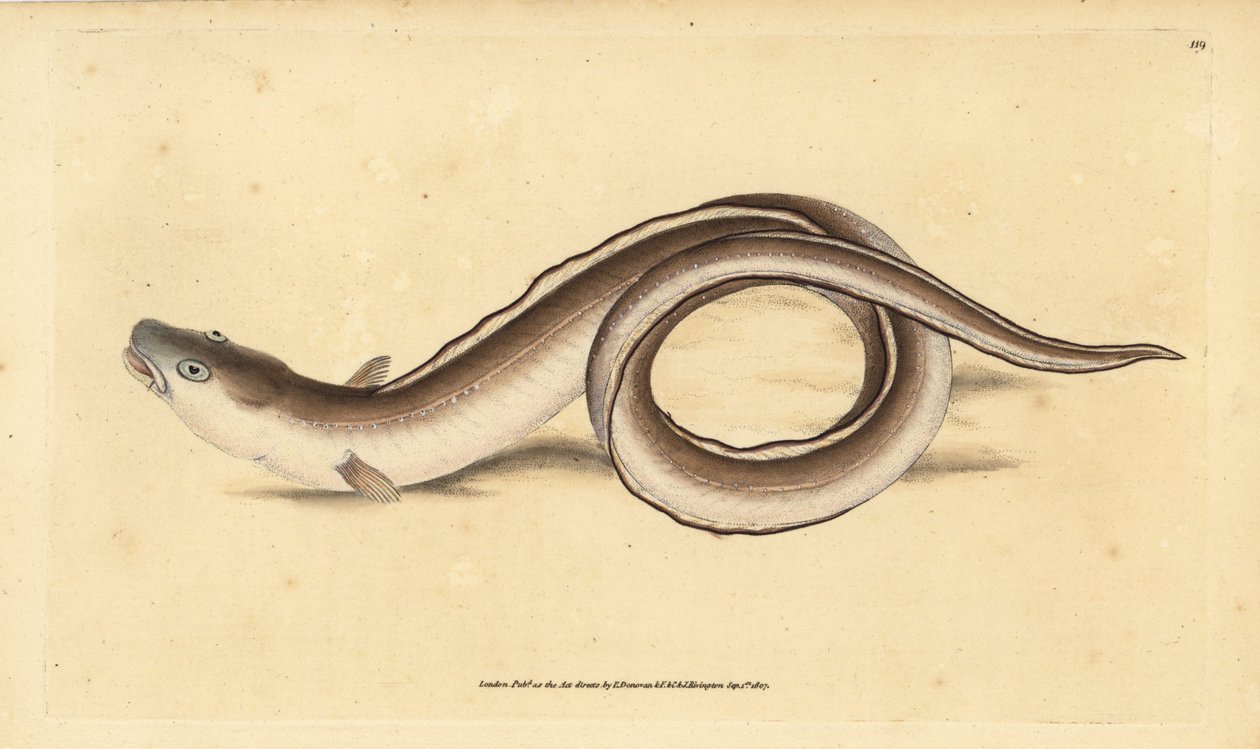 Conger ål, Muraena conger. Handkolorerad kopparplatta ritad och graverad av Edward Donovan från hans Natural History of British Fishes, Donovan and F.C. and J. Rivington, London. av Edward Donovan