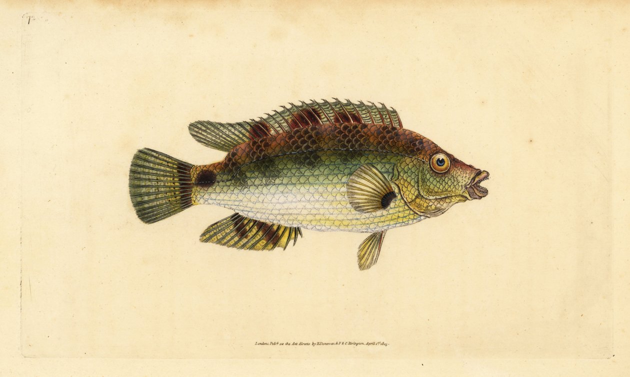 Korkvinge, Symphodus melops (Goldfinny, Labrus cornubius). Handfärgad kopparplåt ritad och graverad av Edward Donovan från hans Natural History of British Fishes, Donovan och F.C. och J. Rivington, London av Edward Donovan