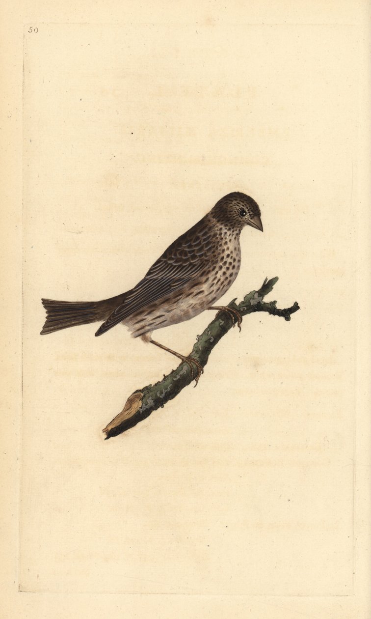 Majsspurv, Miliaria calandra. Handfärgad kopparplåt ritad och graverad av Edward Donovan från hans egen "Natural History of British Birds", London av Edward Donovan