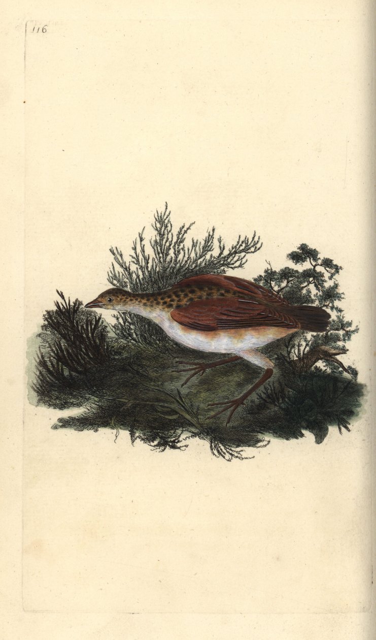 Corn crake, Crex crex. Nära hotad. Handfärgad kopparplåt ritad och graverad av Edward Donovan från hans egen "Natural History of British Birds", London av Edward Donovan