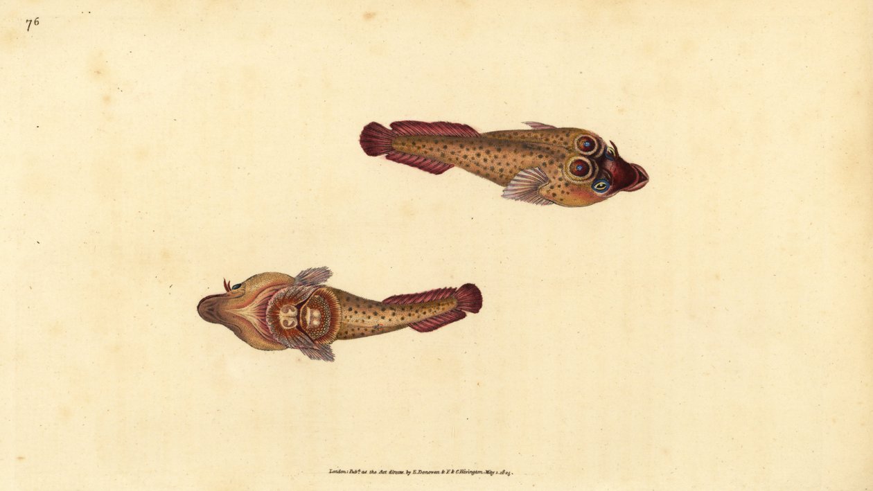 Cornish sucker, Lepadogaster purpurea (ocellated sucker, Cyclopterus ocellatus). Handkolorerat kopparstick tecknat och graverat av Edward Donovan från hans Natural History of British Fishes, Donovan and F.C. and J. Rivington, London. av Edward Donovan