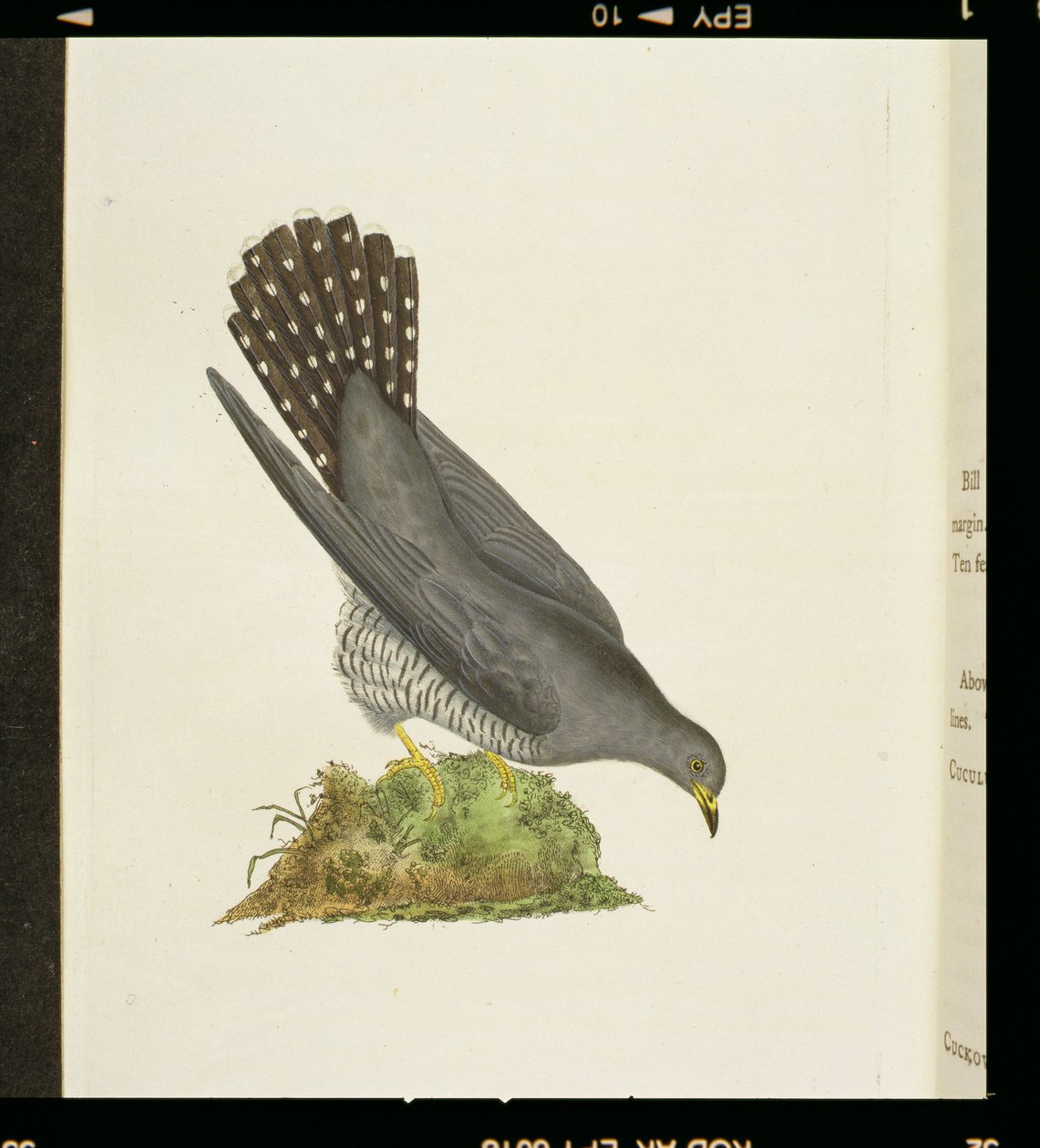 Gök från "The History of British Birds", 1799 av Edward Donovan