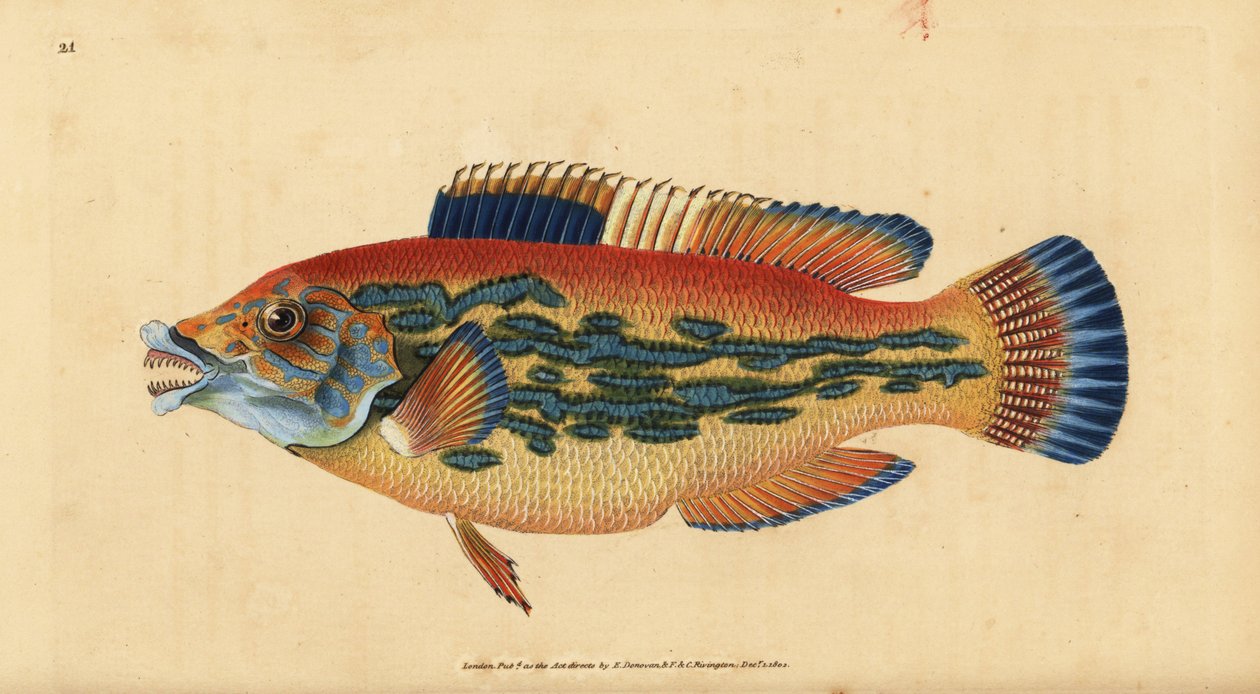 Gökleppefisk, Labrus mixtus (Randig läppefisk, Labrus variegatus). Handfärgad kopparplåt ritad och graverad av Edward Donovan från hans Natural History of British Fishes, Donovan och F.C. och J. Rivington, London av Edward Donovan