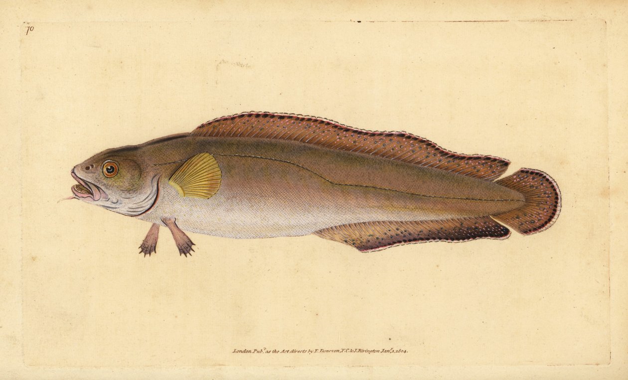 Cusk eller bete, Brosme brosme (Brosme eller Scotch torsk, Gadus brosme). Handfärgad kopparplåt ritad och graverad av Edward Donovan från hans Natural History of British Fishes, Donovan och F.C. och J. Rivington, London av Edward Donovan