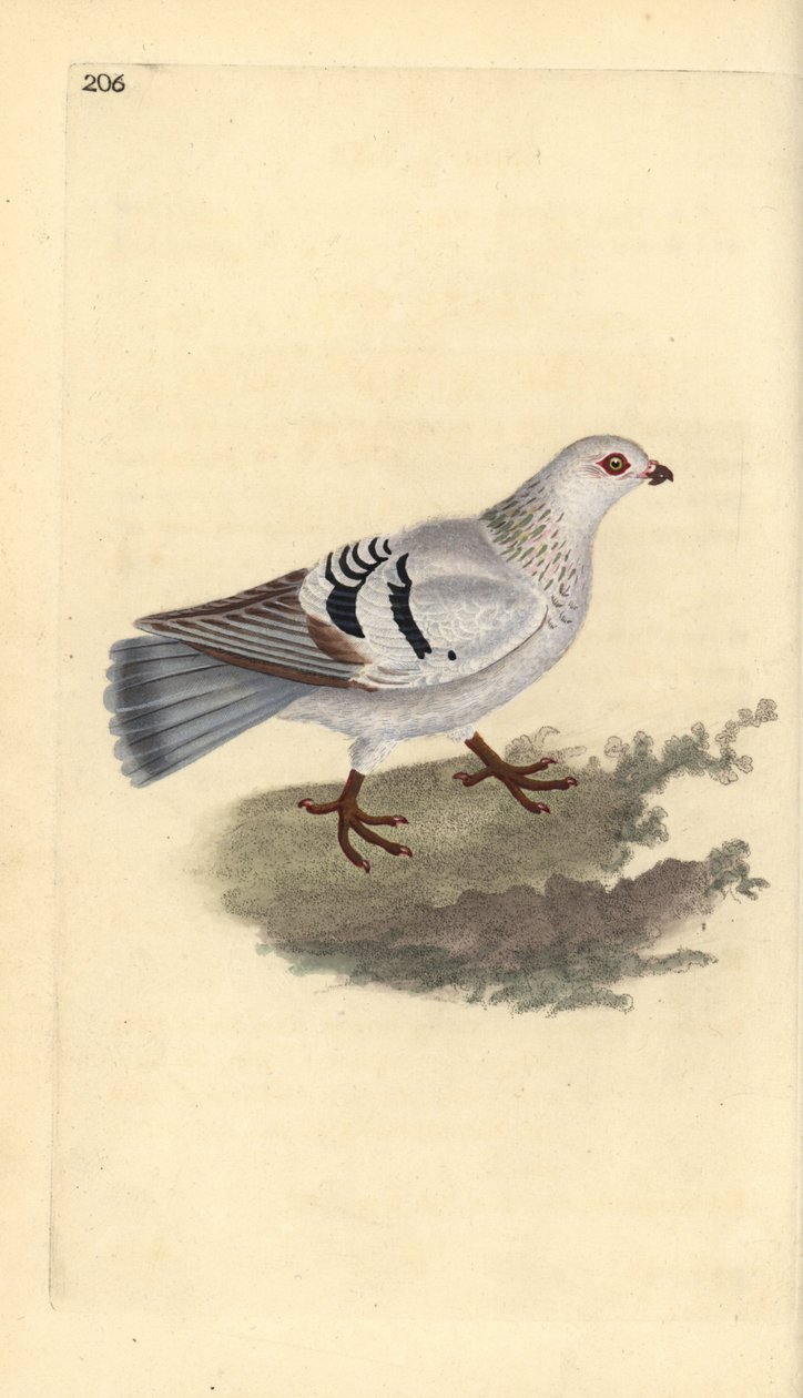 Tamduva, Columba livia domestica. Handfärgad kopparplåt ritad och graverad av Edward Donovan från hans egen "Natural History of British Birds", London av Edward Donovan