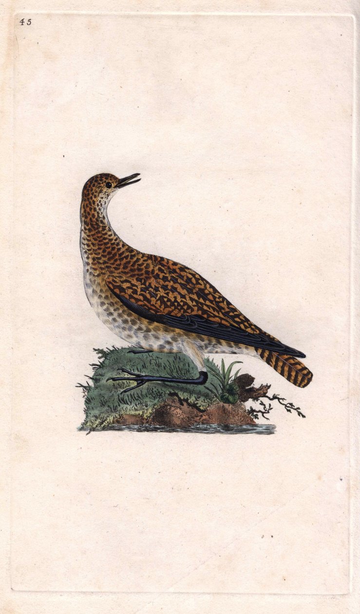 Dore plover. Pluvialis apricaria (Charadrius pluvialis). Kopparstick av Edward Donovan (1768-1837), publicerad i Natural History of British Birds, London av Edward Donovan