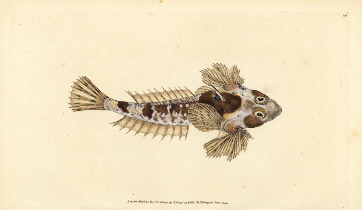 Dragonet, Callionymus lyra (Sordid dragonet, Callionymus dracunculus). Handfärgad kopparplåt ritad och graverad av Edward Donovan från hans Natural History of British Fishes, Donovan och F.C. och J. Rivington, London av Edward Donovan