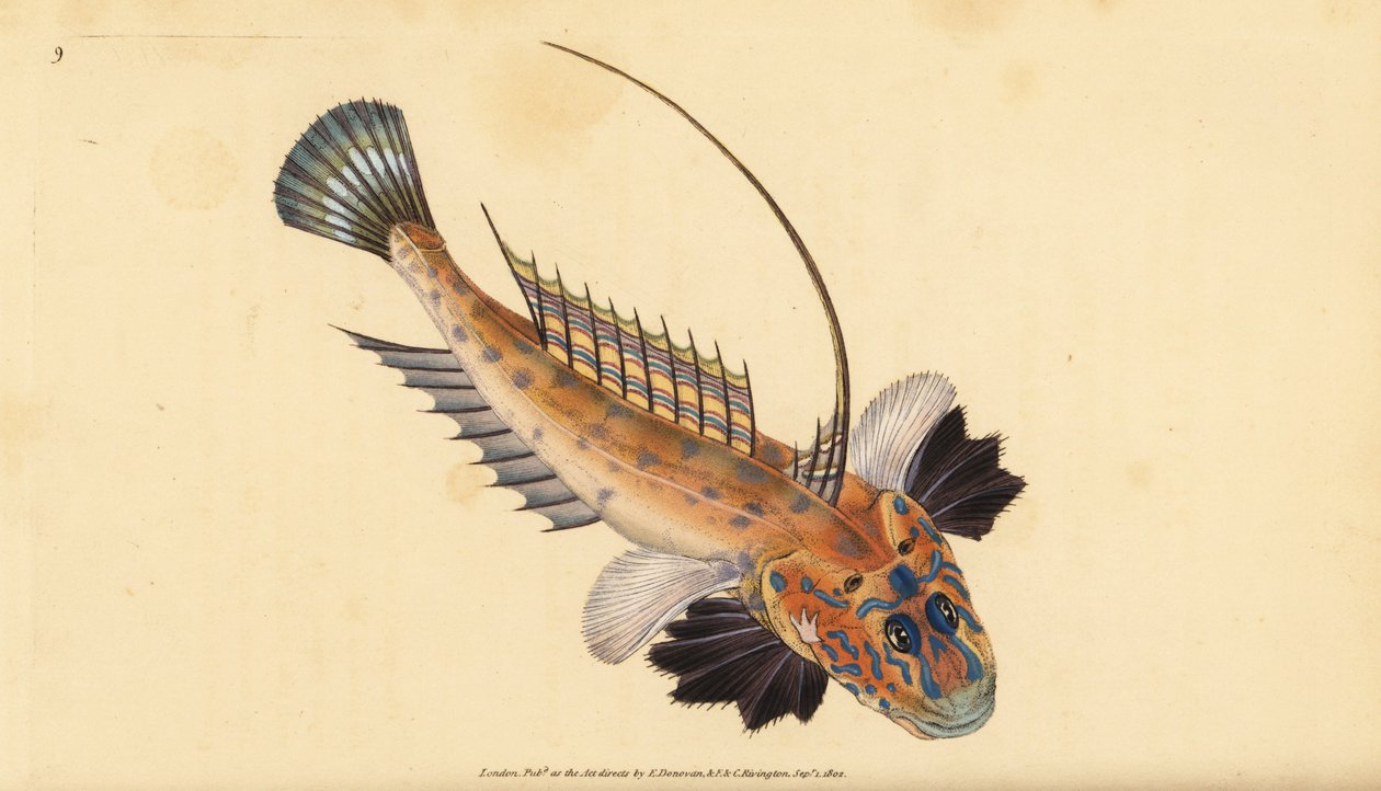Dragonet eller ädeldrake, Callionymus lyra. Handfärgad kopparplåt ritad och graverad av Edward Donovan från hans Natural History of British Fishes, Donovan och F.C. och J. Rivington, London av Edward Donovan