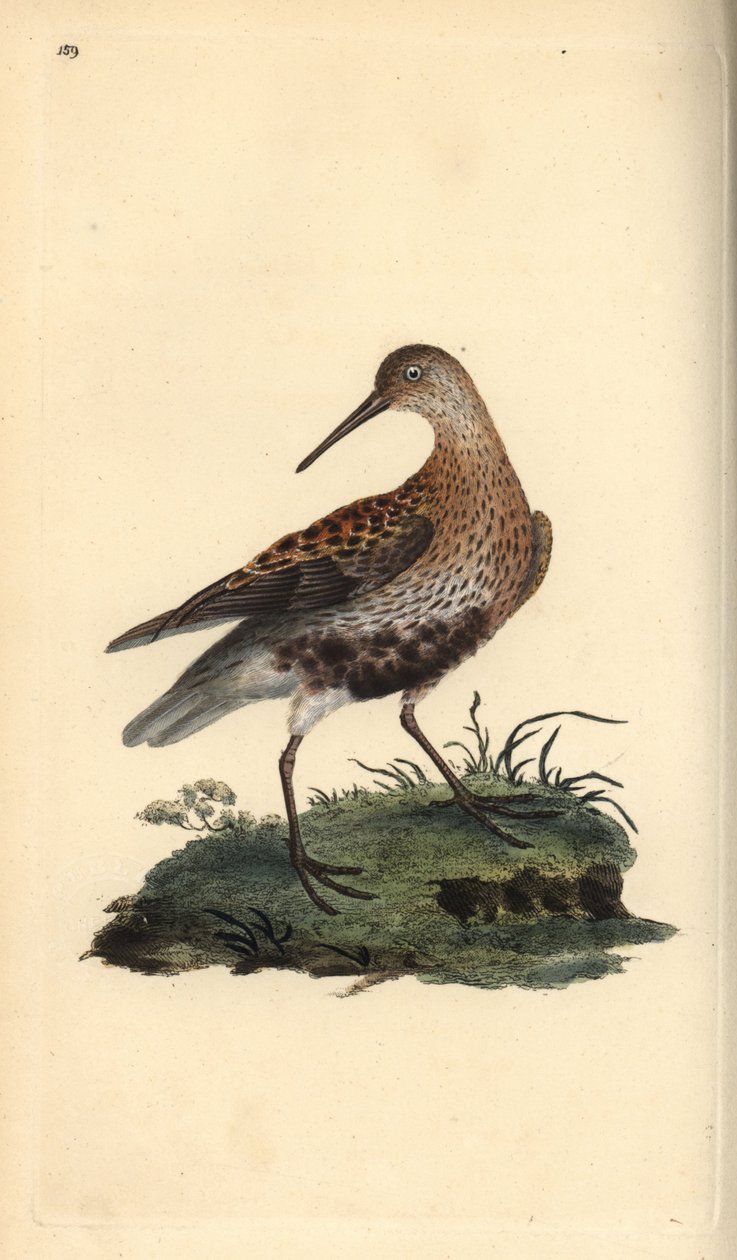 Dunlin, Calidris alpina. Handfärgad kopparplåt ritad och graverad av Edward Donovan från hans egen "Natural History of British Birds", London av Edward Donovan