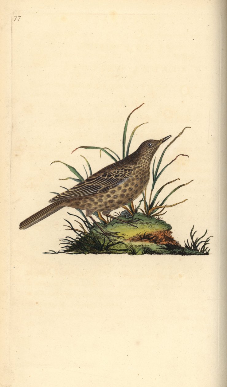 Dunkellärka, Pinarocorys nigricans. Handfärgad kopparplåt ritad och graverad av Edward Donovan från hans egen "Natural History of British Birds", London av Edward Donovan