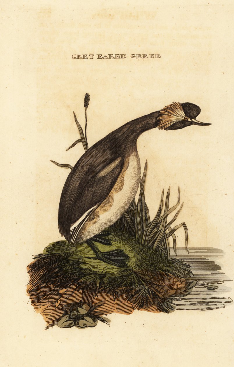 Örondopping eller horndopping, vuxen, Podiceps auritus av Edward Donovan