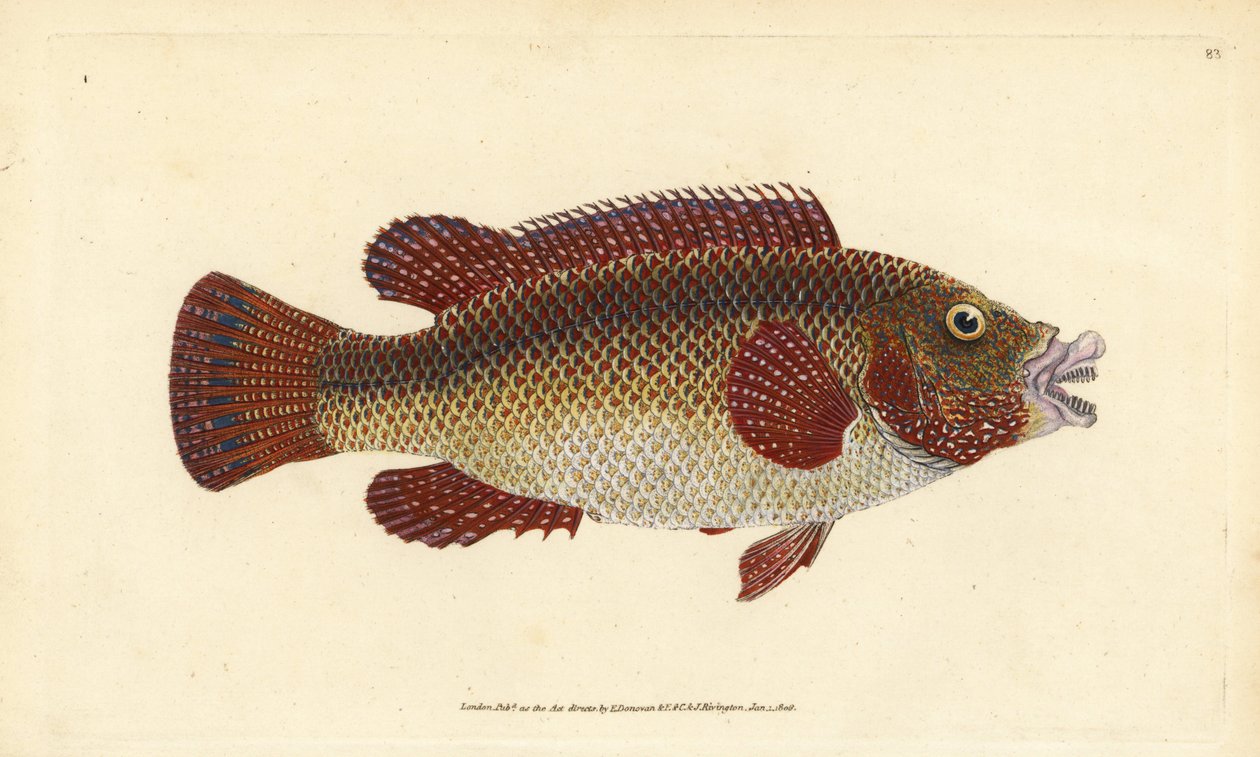 Ostatlantisk påfågel, Symphodus tinca (gammal läppefisk eller gammal hustru, Labrus tinca). Handfärgad kopparplåt ritad och graverad av Edward Donovan från hans Natural History of British Fishes, Donovan och F.C. och J. Rivington, London av Edward Donovan