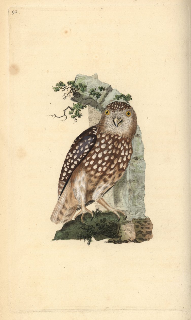 Pygméuggla, Glaucidium passerinum. Handfärgad kopparplåt ritad och graverad av Edward Donovan från hans egen "Natural History of British Birds", London av Edward Donovan