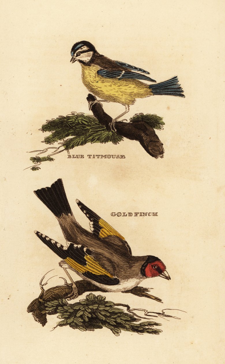 Blåmes, Cyanistes caeruleus och europeisk guldsvin, Carduelis carduelis av Edward Donovan