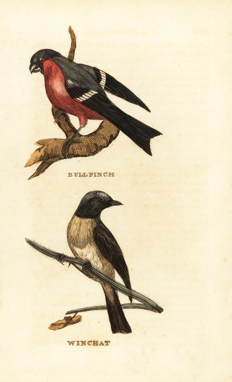 Domherre, Pyrrhula pyrrhula och whinchat, Saxicola rubetra av Edward Donovan