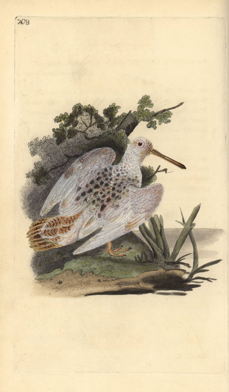 Eurasisk fot-vit skogssnäppa, Scolopax rusticola. Handfärgad kopparplåt ritad och graverad av Edward Donovan från hans egen "Natural History of British Birds", London av Edward Donovan