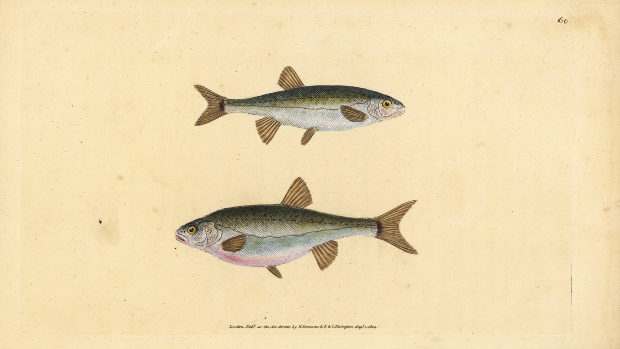 Eurasisk elritsa, Phoxinus phoxinus (Minow, Cyprinus phoxinus). Handfärgad kopparplåt ritad och graverad av Edward Donovan från hans Natural History of British Fishes, Donovan och F.C. och J. Rivington, London av Edward Donovan