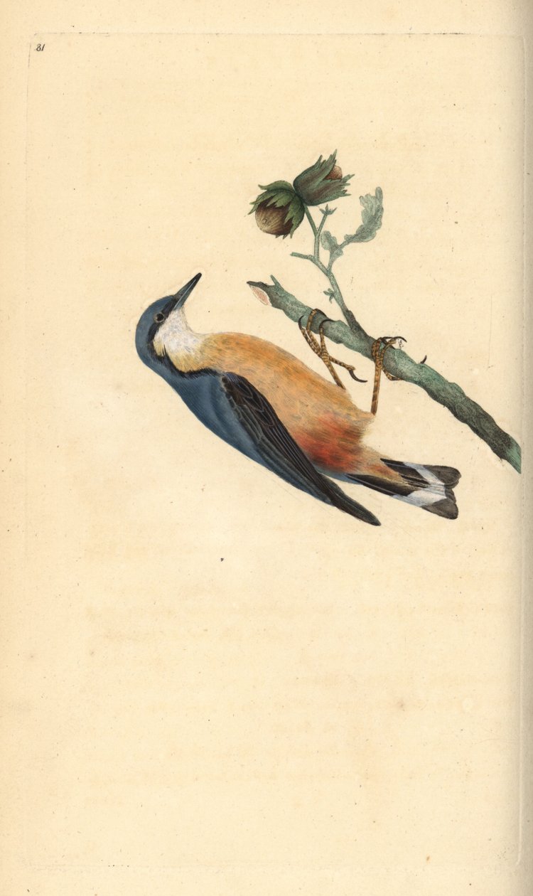 Nötväckare, Sitta europaea, på ett hasselnötsträd, Corylus avellana. Handkolorerat kopparstick tecknat och graverat av Edward Donovan från hans egen "Natural History of British Birds", London. av Edward Donovan
