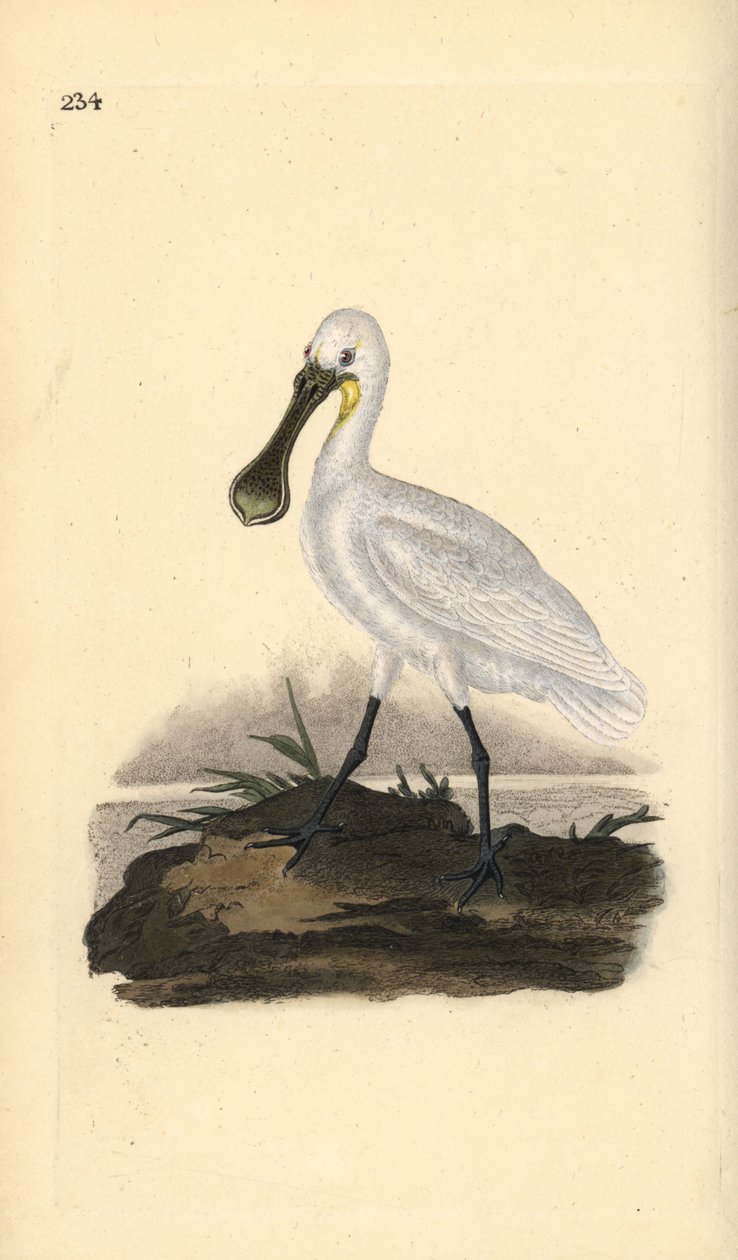 Eurasisk eller vanlig skednäbb, Platalea leucorodia. Handfärgad kopparplåt ritad och graverad av Edward Donovan från hans egen "Natural History of British Birds", London av Edward Donovan