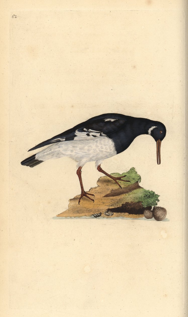 Eurasisk ostron, Haematopus ostralegus. Handfärgad kopparplåt ritad och graverad av Edward Donovan från hans egen "Natural History of British Birds", London av Edward Donovan