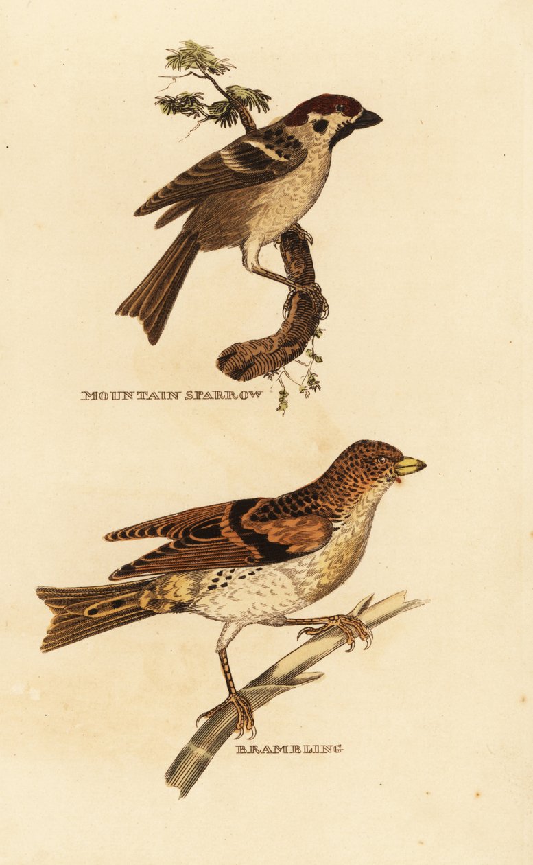 Grönsparv, Passer montanus, och bramling, Fringilla montifringilla av Edward Donovan