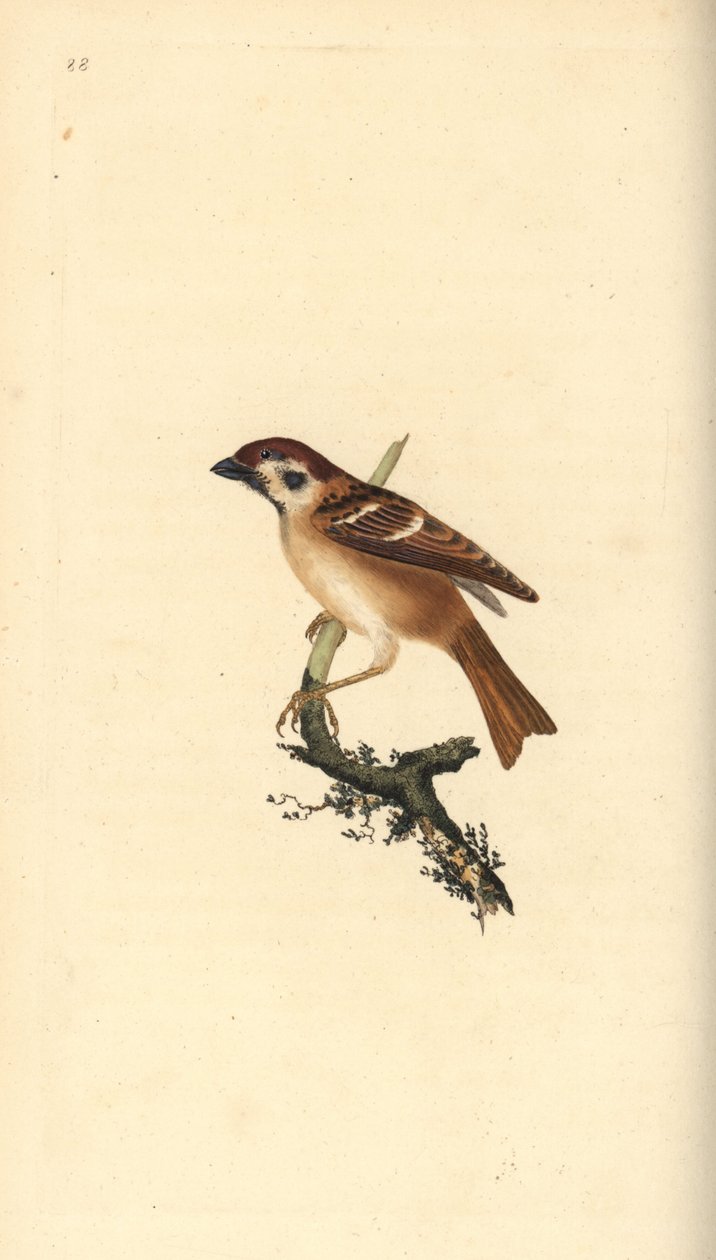 Eurasisk trädsparv, Plier montanus. Handfärgad kopparplåt ritad och graverad av Edward Donovan från hans egen "Natural History of British Birds", London av Edward Donovan