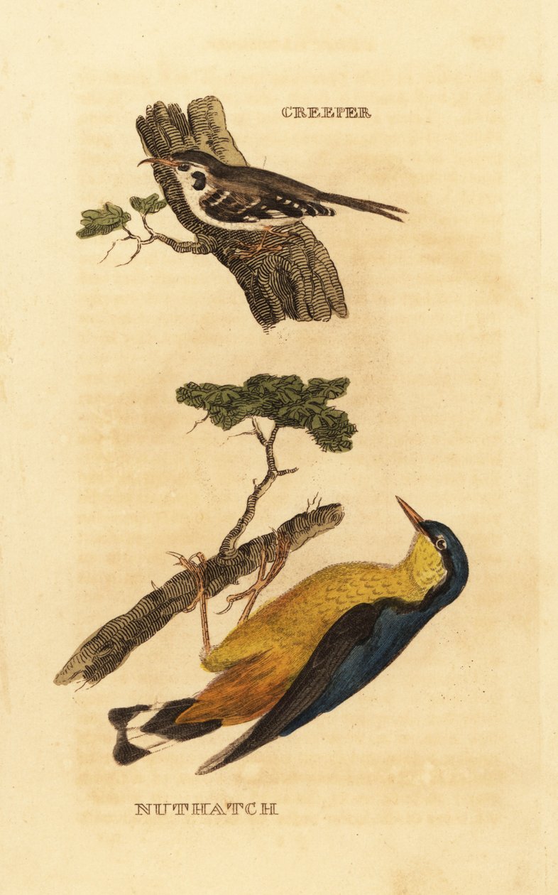 Eurasisk trädkrypare, Certhia familiaris och nötväcka, Sitta europaea av Edward Donovan