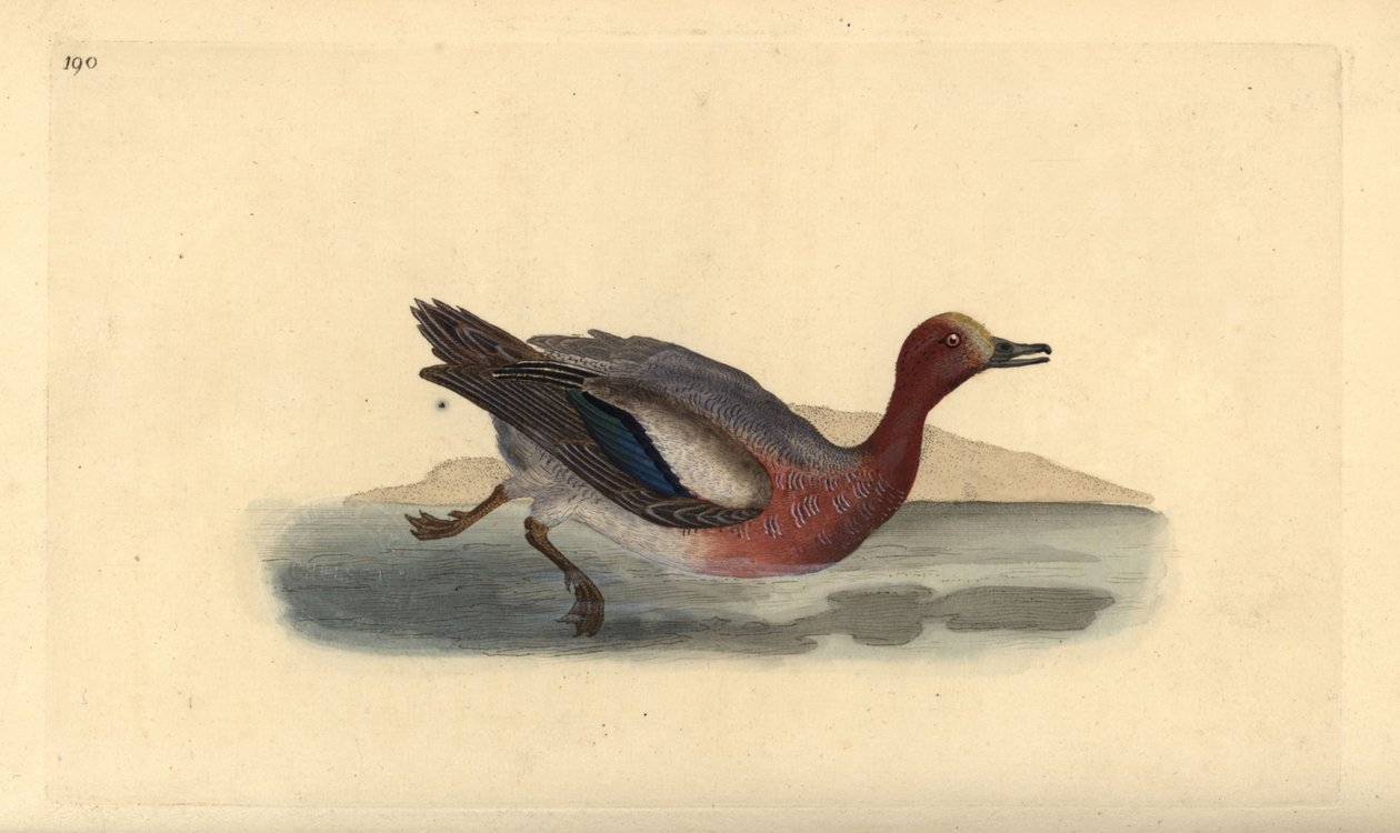 Eurasisk duka, Anas penelope. Handfärgad kopparplåt ritad och graverad av Edward Donovan från hans egen "Natural History of British Birds", London av Edward Donovan