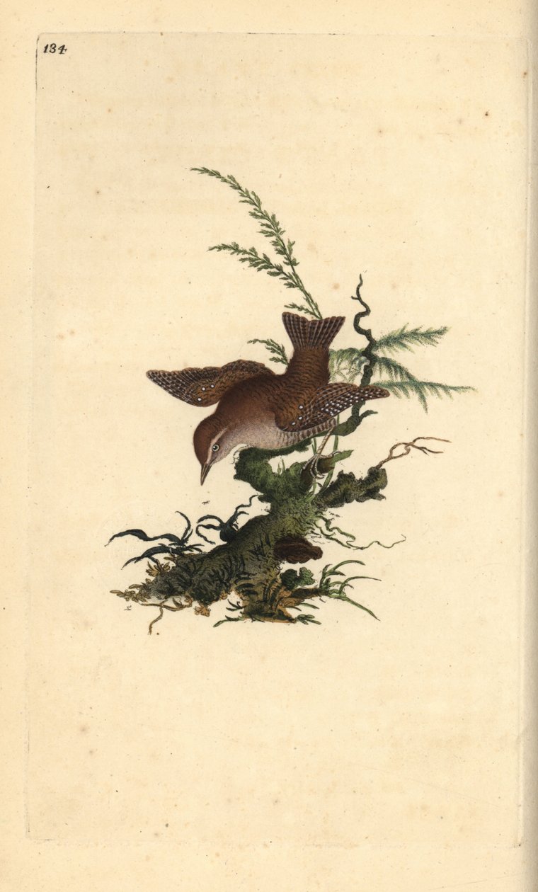 Gärdsmyg, troglodyter troglodyter. Handfärgad kopparplåt ritad och graverad av Edward Donovan från hans egen "Natural History of British Birds" (1794-1819). Edward Donovan (1768-1837) var en anglo-irländsk amatörzoolog, författare, konstnär och gravör. av Edward Donovan